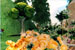Garden of Dreams